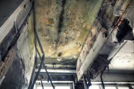 Mold Documentation for Insurance Claims in Arlington, OH